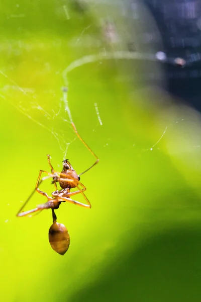 Ant stuck in spider web — Stock Photo, Image