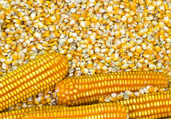 Zrna kukuřice pro potraviny industrys — Stock fotografie
