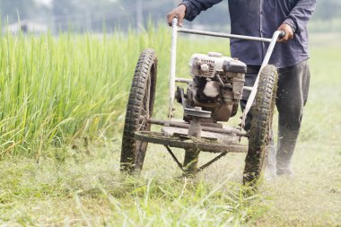 pirinç alan, Tayland çim biçme.
