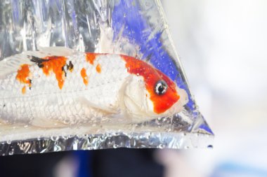 sazan balığı, koi balıkları plastik torba.