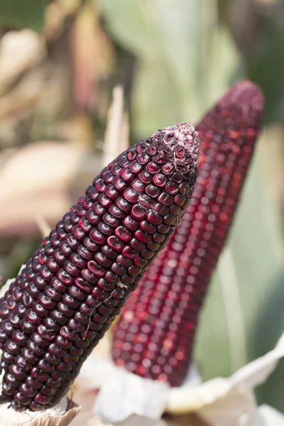 Maíz morado en el jardín — Foto de Stock