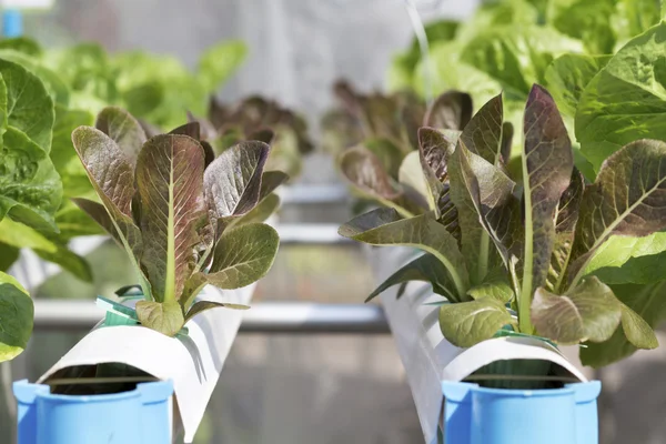 Hydroponischer Gemüsegarten — Stockfoto