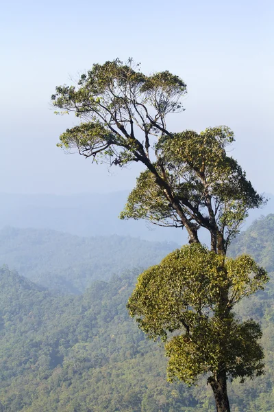 Pohon besar di hutan tropis, utara Thailand — Stok Foto