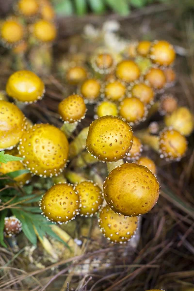 Zugitage mushroom or Shaggy scalyca — Stock Photo, Image
