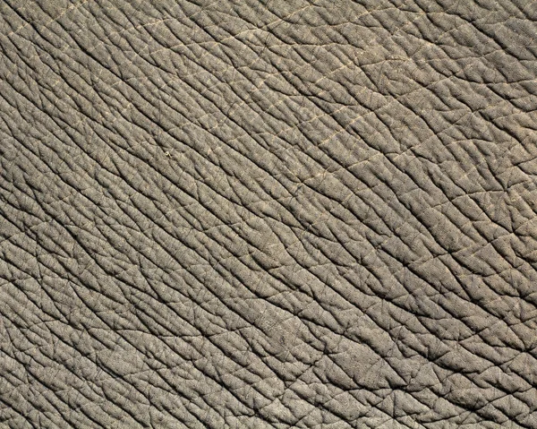 Texture de la peau d'éléphant — Photo