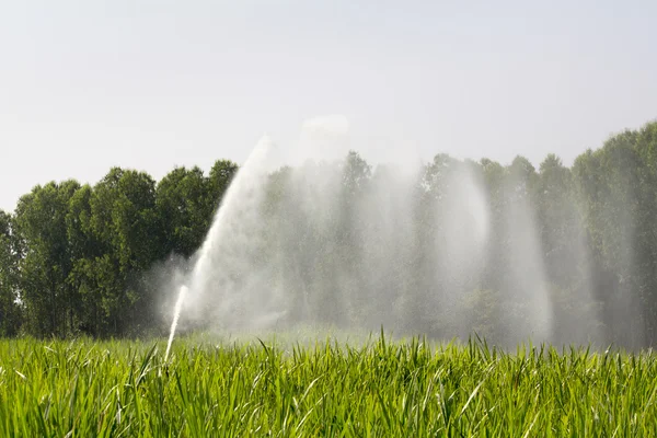 Tête d'arrosage arrosage de l'herbe dans la ferme — Photo