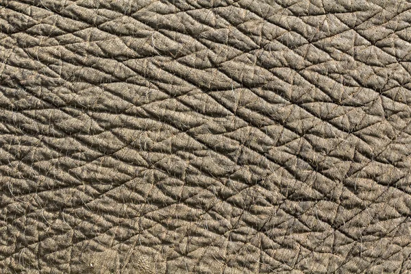 Textura de pele de elefante ' — Fotografia de Stock