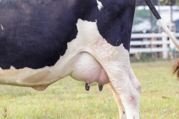 Holstein vaca grande ubre llena de leche — Foto de Stock