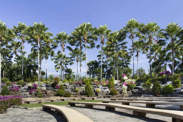 Botanik Bahçesi içinde Java palm veya livistona rotundifolia — Stok fotoğraf