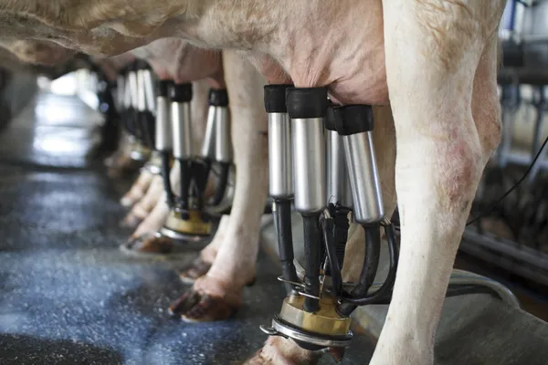 Row of cows being milked — Stock Photo, Image