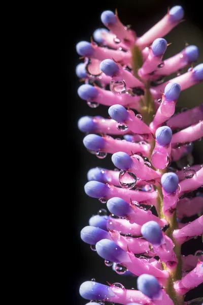 Druppels op de vertegenwoordiger van de bromeliafamilie bloem — Stockfoto
