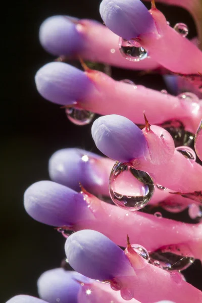 Druppels op de vertegenwoordiger van de bromeliafamilie bloem — Stockfoto