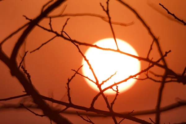 Form av silhouette kvist i soluppgång — Stockfoto