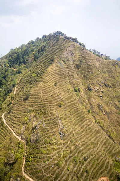 Nuevo bosque de plantación después de destruido en Tailandia —  Fotos de Stock