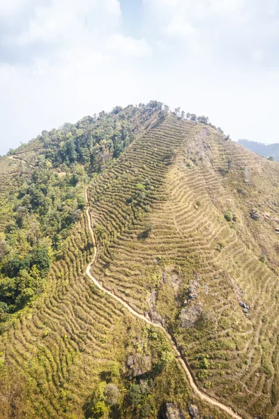 Nuevo bosque de plantación después de destruido en Tailandia —  Fotos de Stock