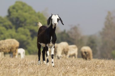 keçi kuru çayırda