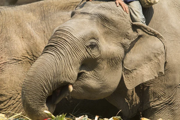 Éléphants mangeant des fruits à la ferme, thailand — Photo