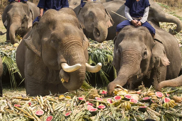 Elefanter äta frukter i gård, thailand — Stockfoto