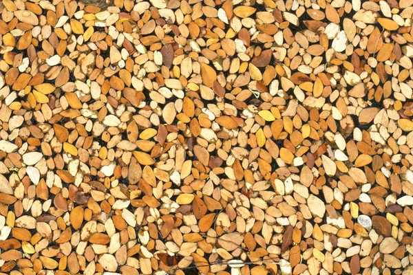 Падіння листя дощової деревини в ставку — стокове фото