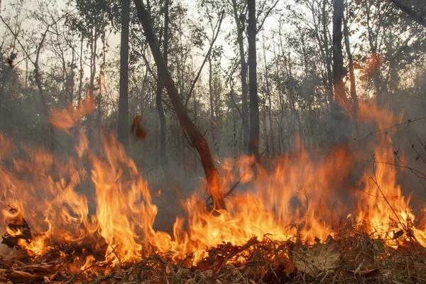 Tropikal orman, Tayland yakarak yok — Stok fotoğraf
