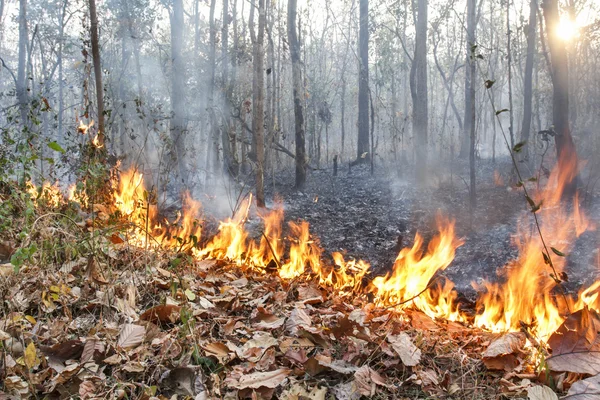 Destrueras genom förbränning av tropisk skog, thailand — Stockfoto