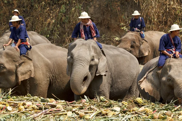 Éléphants joyeusement sur le buffet de fruits — Photo