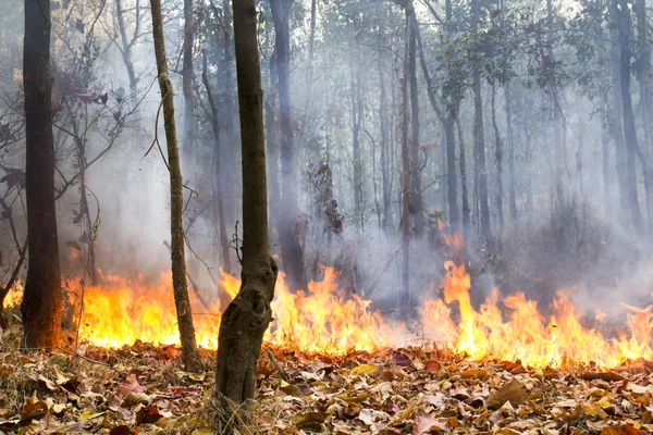 Destroyed by burning tropical forest ,Thailand — Stock Photo, Image