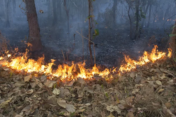 Zniszczone przez wypalanie lasów tropikalnych, Tajlandia — Zdjęcie stockowe