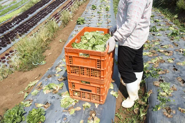 Récolte des légumes — Photo