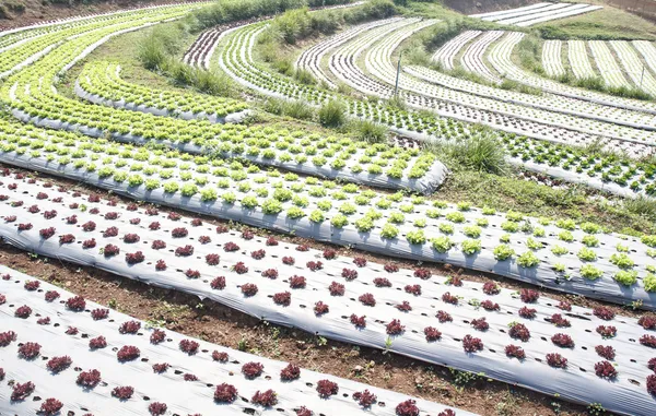 Moestuin, met plastic folie beschermd in het land — Stockfoto