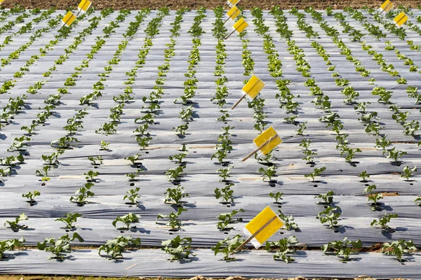 Gemüsegarten, mit Plastikfolie in Land geschützt. — Stockfoto