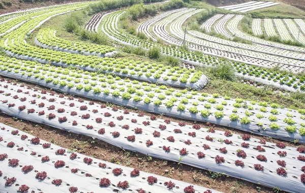 Moestuin, met plastic folie beschermd in het land, — Stockfoto