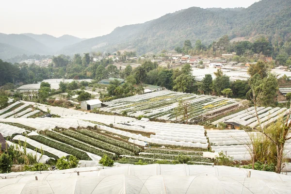 Vivero de plantas en la montaña —  Fotos de Stock