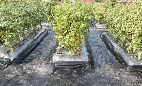 Cobertura plástica do solo ou barreira de ervas daninhas no jardim de tomate — Fotografia de Stock