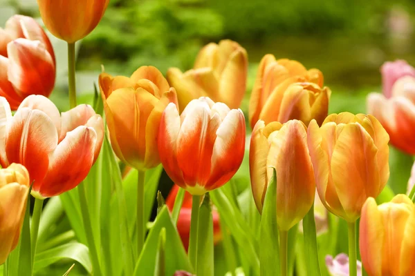Tulipán nő a kertben — Stock Fotó