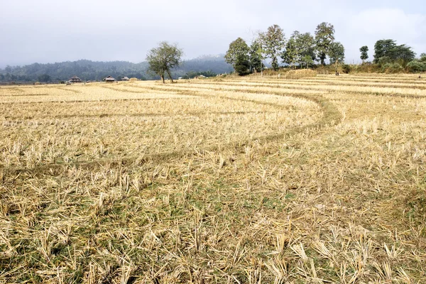 Campo de arroz después de la cosecha, Tailandia — Foto de Stock