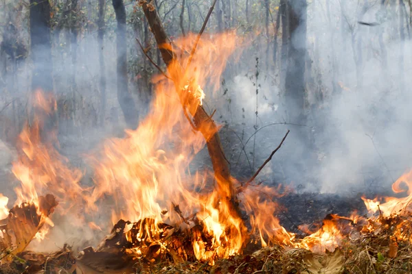 Incendio forestal — Foto de Stock