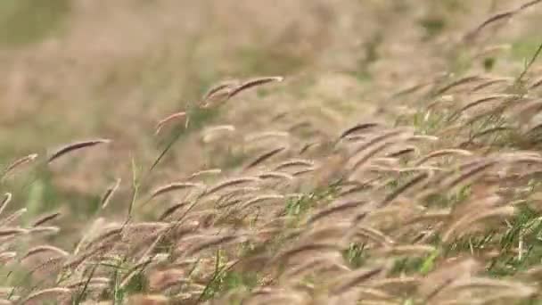 Flower grass in windy day. — Stock Video