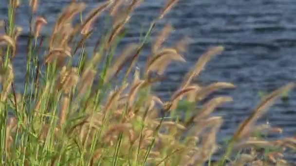 Herbe florale dans la journée venteuse . — Video