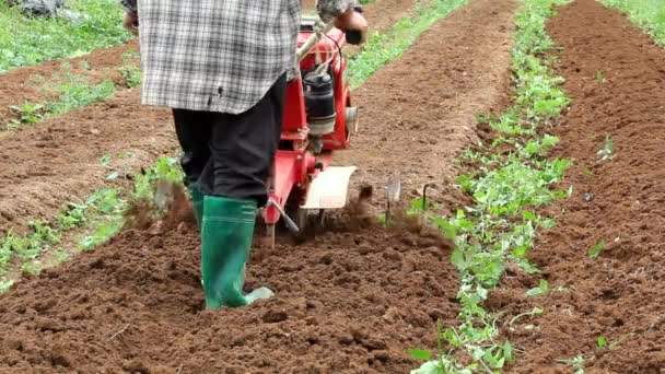 Small rotary cultivator working in garden — Stock Video