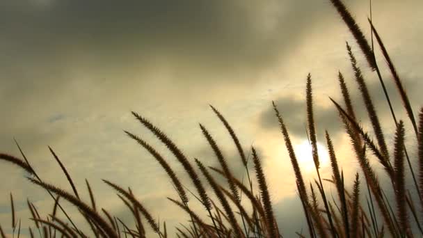 Gras bloemen in de wind — Stockvideo