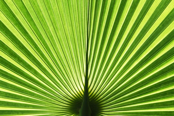 Vanuatu fan palm leaf — Stock Photo, Image