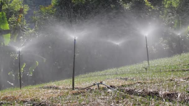Bevattning sprinkler i köksträdgård, thailand. — Stockvideo