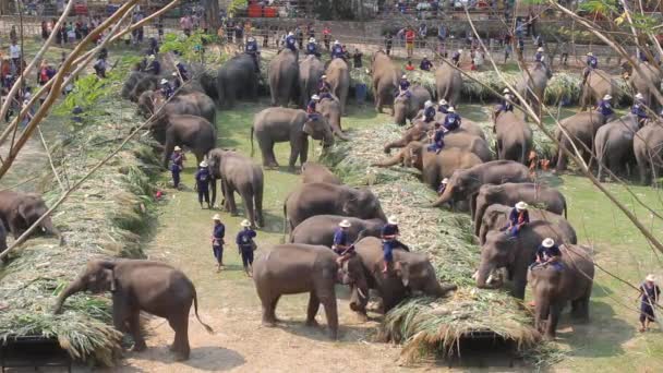 Слоны веселятся на фестивале слонов "шведский стол"  . — стоковое видео