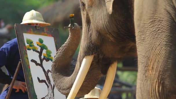 Elefante mostrar pintura sobre papel — Vídeos de Stock