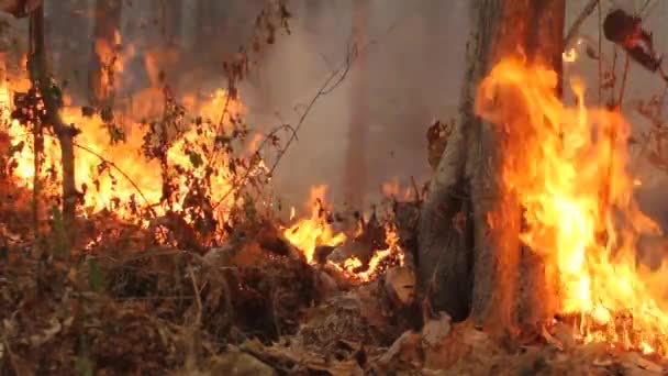 Destrueras genom förbränning av tropisk skog, thailand — Stockvideo