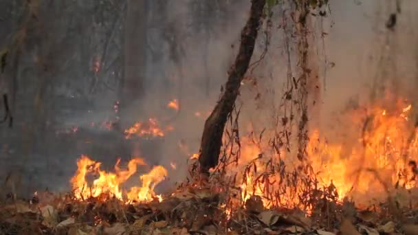 烧毁的热带森林，泰国 — 图库视频影像