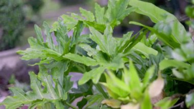 Tatil köyündeki tropikal Philodendron selloum fabrikasını kapatın..