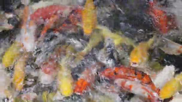 Pesce Carpa Fantasia Gruppo Pesci Koi Nello Stagno — Video Stock