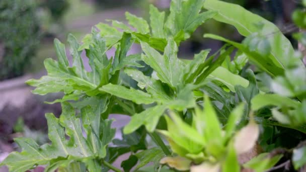 Κοντινό Πλάνο Ενός Τροπικού Φυτού Philodendron Selloum Στο Θέρετρο — Αρχείο Βίντεο